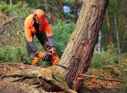 Best Tree Health Inspection  in Brooklet, GA