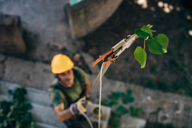 Best Tree Mulching  in Brooklet, GA