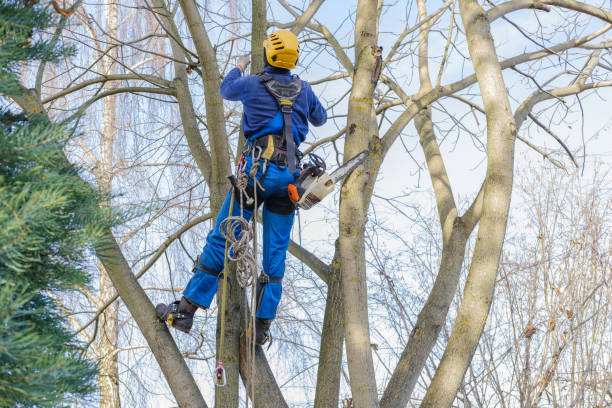 Best Fruit Tree Pruning  in Brooklet, GA