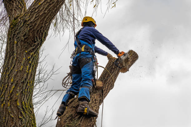 Best Storm Damage Tree Cleanup  in Brooklet, GA