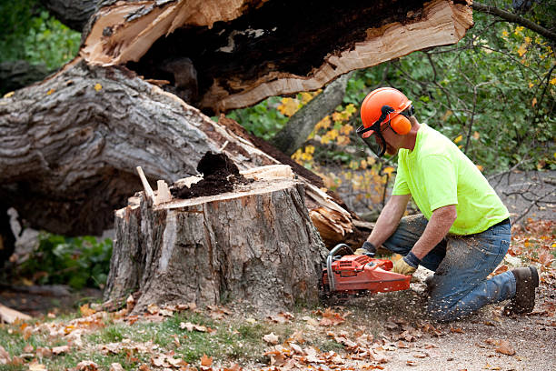 Best Tree Trimming and Pruning  in Brooklet, GA