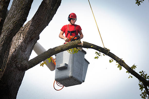 Best Arborist Consultation Services  in Brooklet, GA