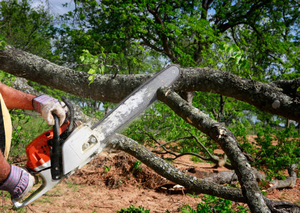 Best Weed Control  in Brooklet, GA