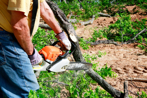 Best Root Management and Removal  in Brooklet, GA